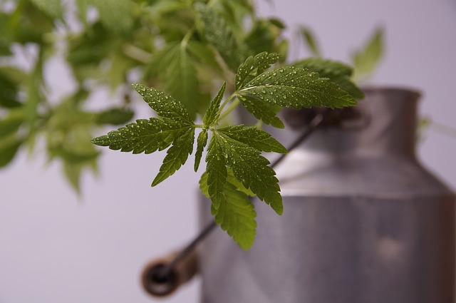 Hemp Flower, Hemp