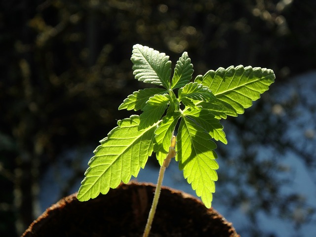 Hemp Flower, Hemp