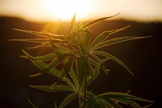 Unlock Savings, Gain Energy: Hemp Isolate’s Regulatory Secret for Success