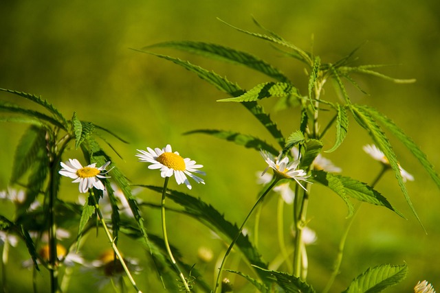 Veterans’ Secret to Energy & Savings: Top Hemp Isolates Unveiled