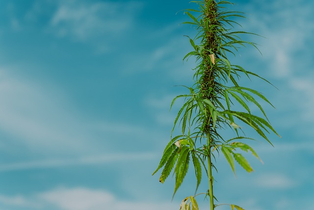 Hemp Flower, Hemp