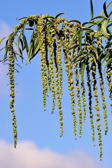 Hemp Flower, Hemp