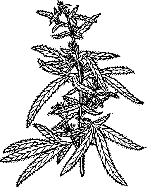 Hemp Flower, Hemp