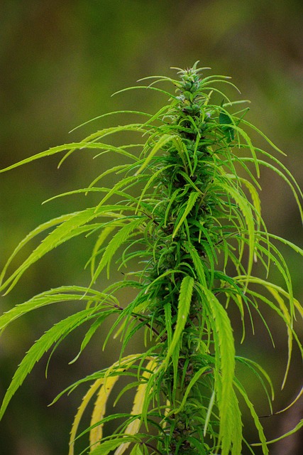 Hemp Flower, Hemp