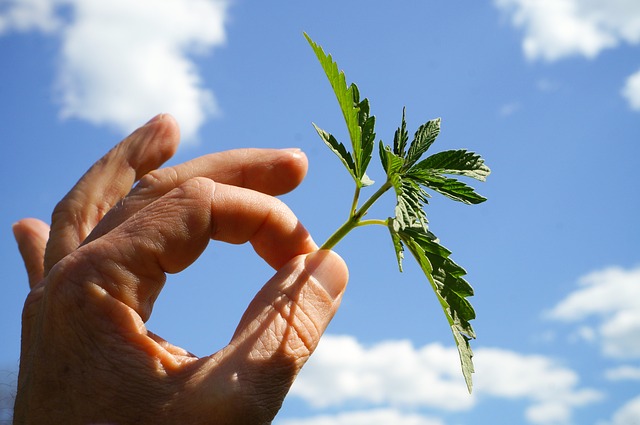 Natural Hemp Extract: Save Money & Stay Compliant with Simplified Regulations