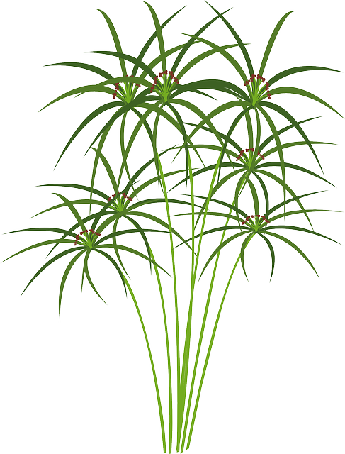 Hemp Flower, Hemp