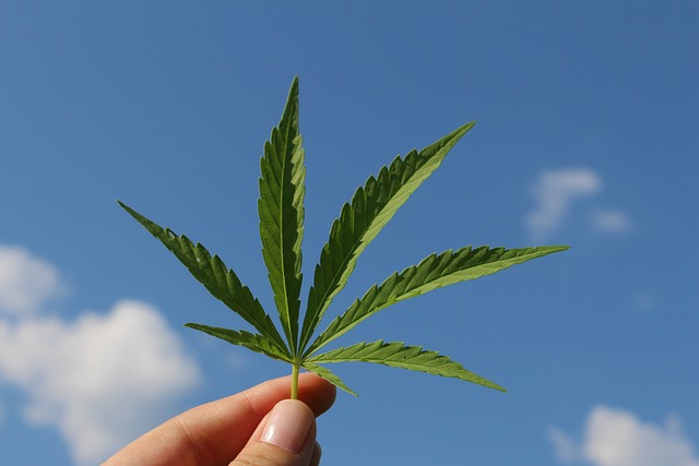 Unleash Pain Relief: Save Money, Sip Hemp for Joint Health