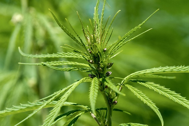 Hemp Flower, Hemp