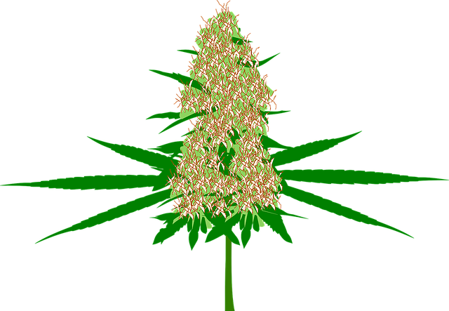 Hemp Flower, Hemp