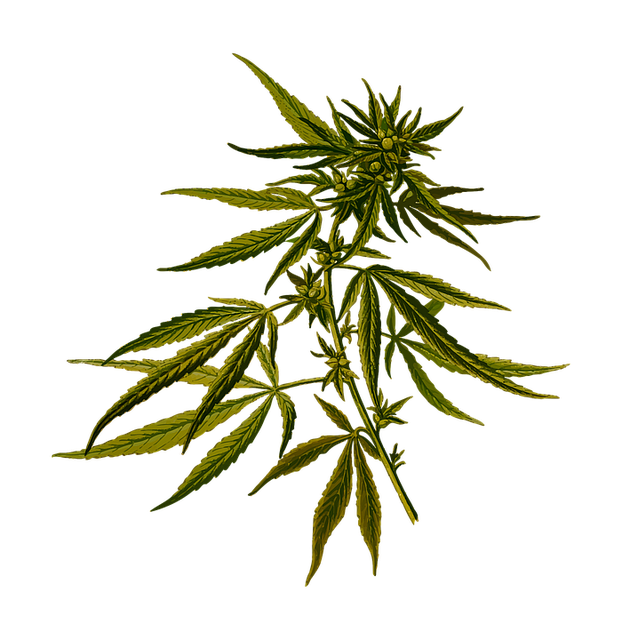 Hemp Flower Hemp 640x480 93740470.png