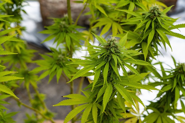 Hemp Flower, Hemp