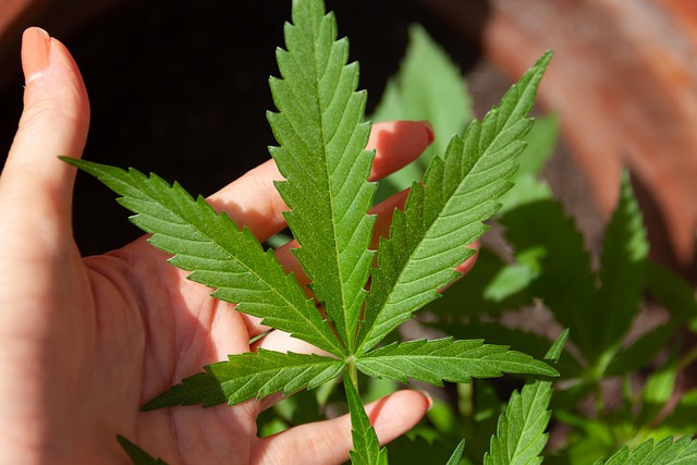 Hemp Flower, Hemp