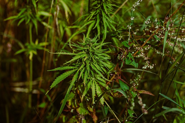 Hemp Flower, Hemp