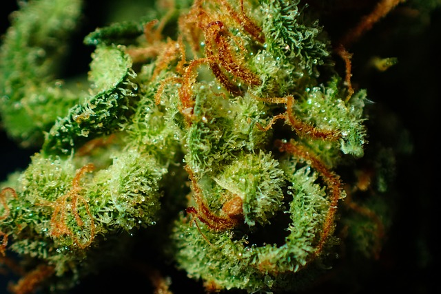 Hemp Flower, Hemp