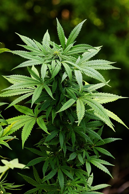 Hemp Flower, Hemp