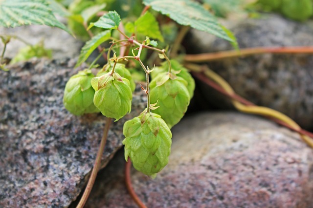 Hemp Flower, Hemp