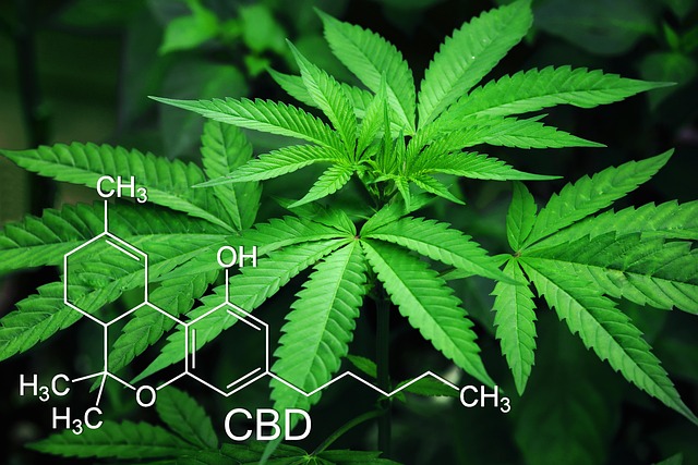 Hemp Flower, Hemp