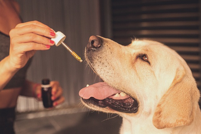 Ensure Pet Safety, Simplify Regulations: Your Ultimate Hemp Beverage Guide