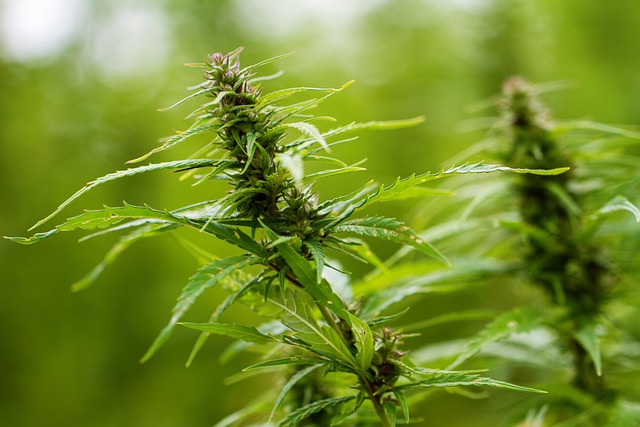 Hemp Flower, Hemp