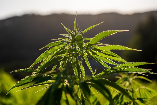 Hemp Flower, Hemp