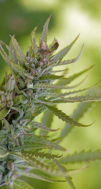 Hemp flower hemp 640x480 12549514.jpeg
