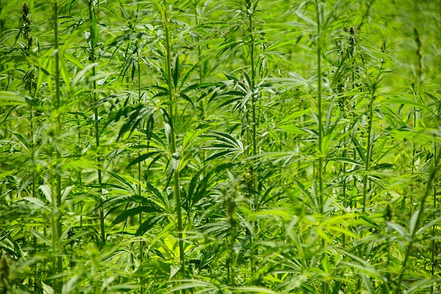 Hemp flower hemp 640x480 17072582.jpeg