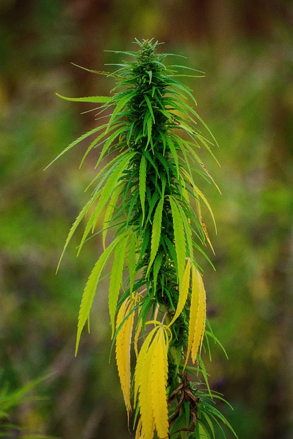 Hemp flower hemp 640x480 1864853.jpeg