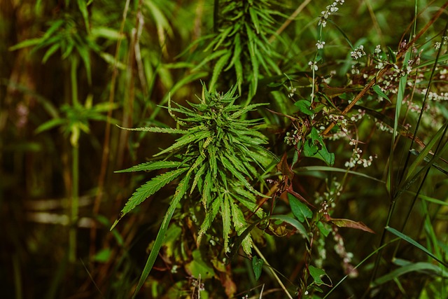 Hemp Flower, Hemp