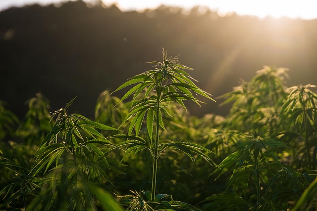 Hemp Flower, Hemp
