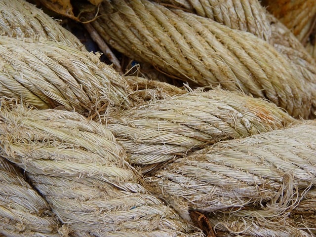 Hemp flower hemp 640x480 25428694.jpeg