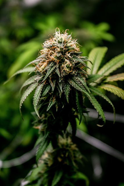 Lava THCA Lotion: Instant Relief, Amazing Deals – Try for Free!