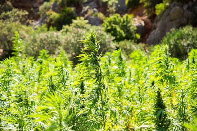 Hemp Flower, Hemp