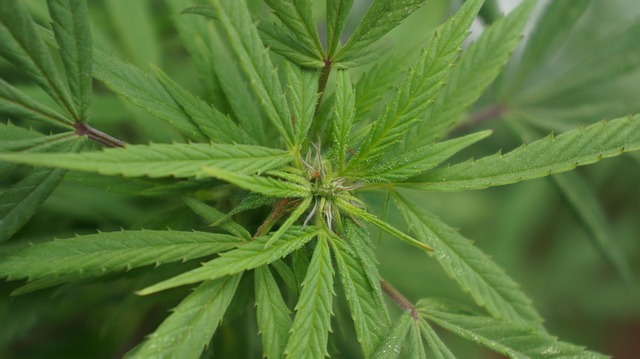 Longer Lasting Relief: Save Big with Our Long-Duration Hemp Tinctures