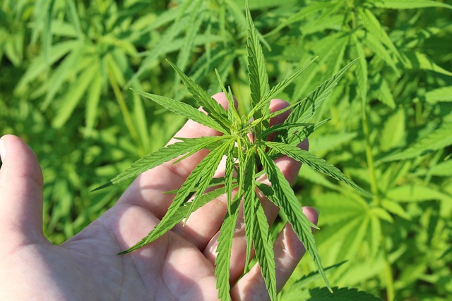 Hemp Flower, Hemp