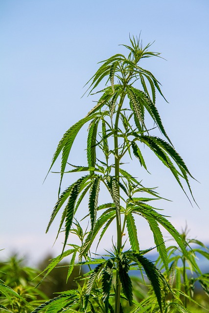 Hemp Flower, Hemp