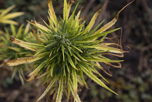 Hemp Flower, Hemp