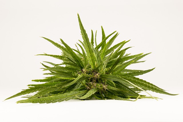 Hemp flower hemp 640x480 52589457.jpeg