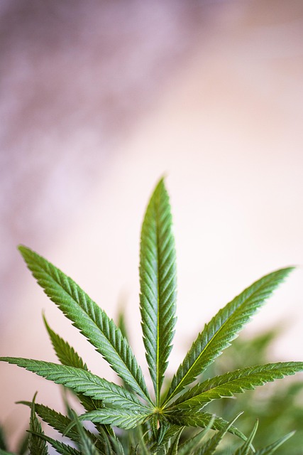 Hemp Flower, Hemp