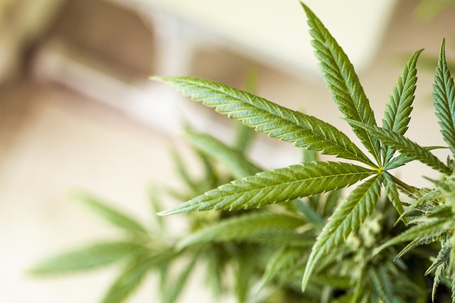 Hemp flower hemp 640x480 57785388.jpeg
