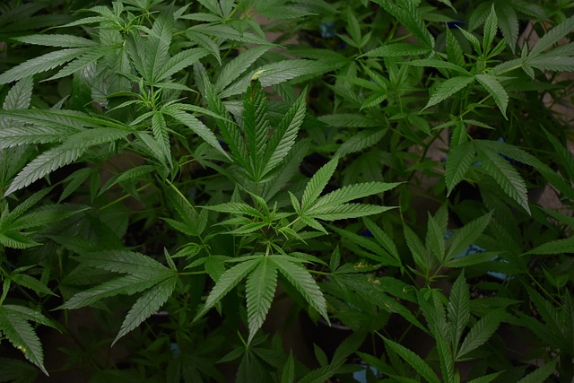 Hemp Flower, Hemp