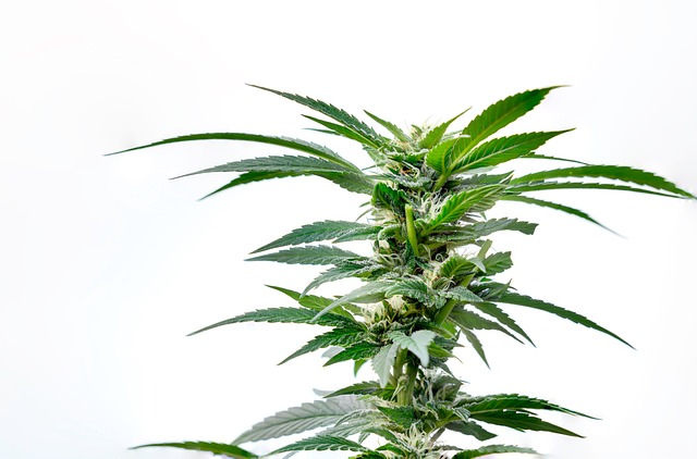 Hemp Flower, Hemp