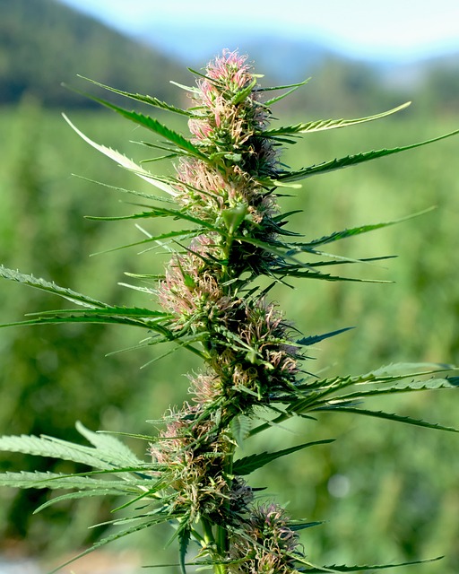Hemp Flower, Hemp
