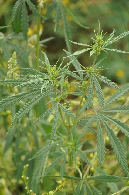 Hemp Flower, Hemp
