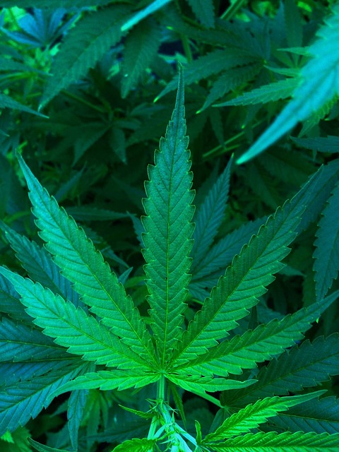 Hemp Flower, Hemp