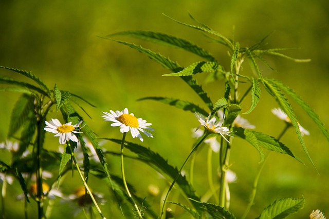 Hemp Flower, Hemp