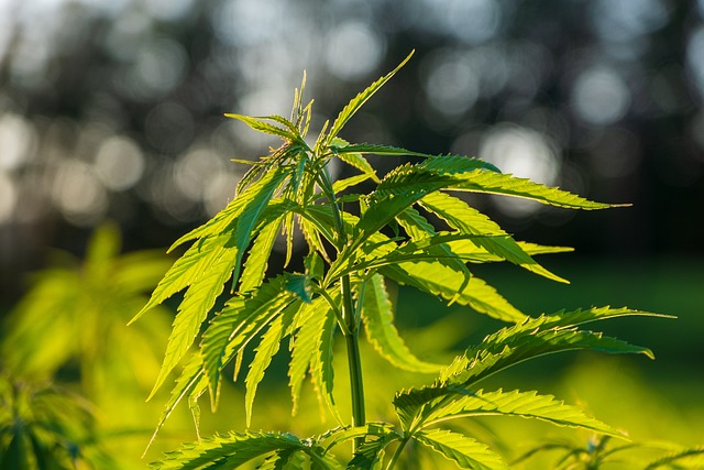 Hemp Flower, Hemp