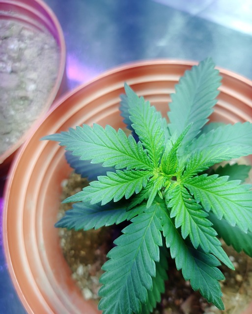 Experience Relaxation & Save: Premium CBD Delta 8 Rosin Alternative – No Freeze Dryer