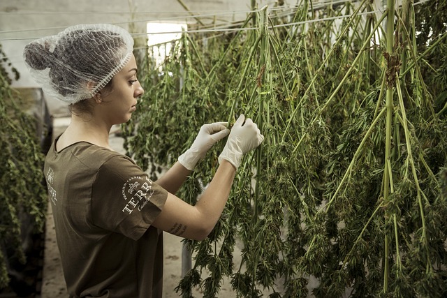 Hemp Flower, Hemp