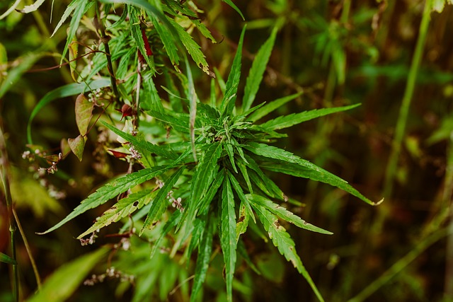 Hemp Flower, Hemp