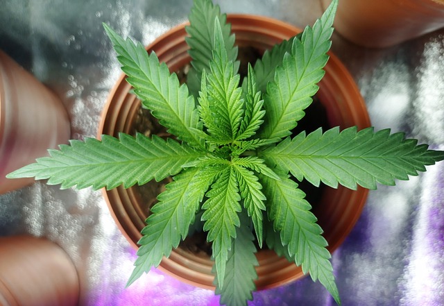 Hemp Flower, Hemp